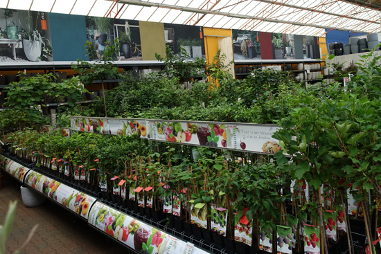 Fruitbomen en fruitplanten kopen bij tuincentrum Osdorp in Amsterdam