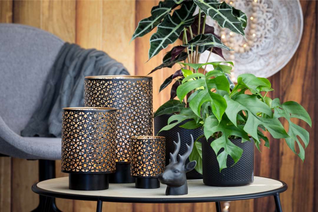 De stoerste kamerplanten op een rijtje monstera minima tuincentrum Osdorp