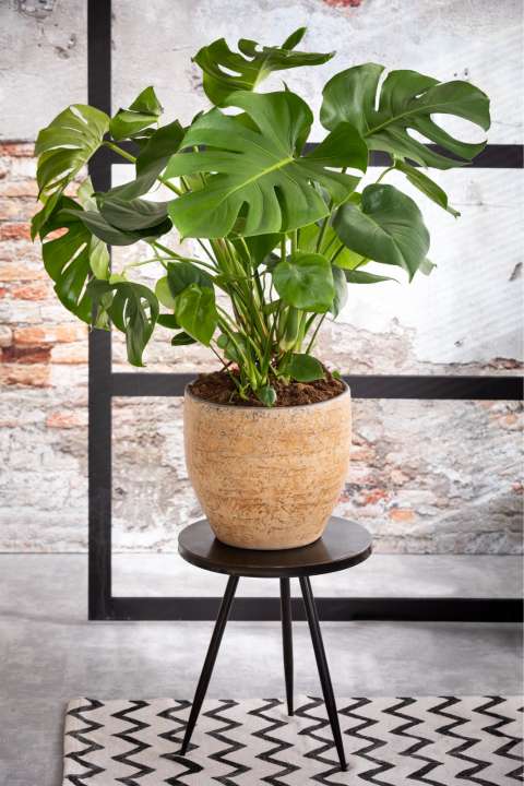 Gatenplant Monstera deliciosa luchtzuiverende kamerplanten tuincentrum Osdorp