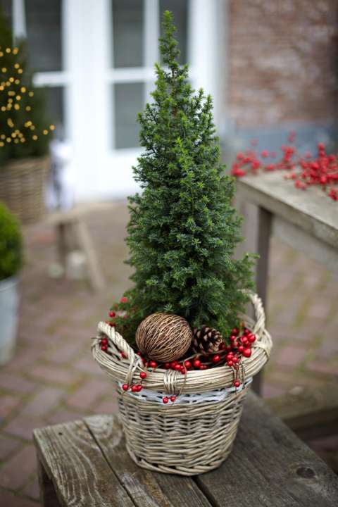 De dwergconifeer is een winterharde plant voor in de bloembak