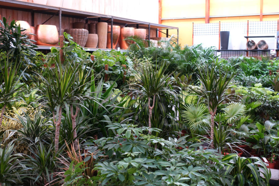 Jungle-gevoel: de mooiste kamerplanten