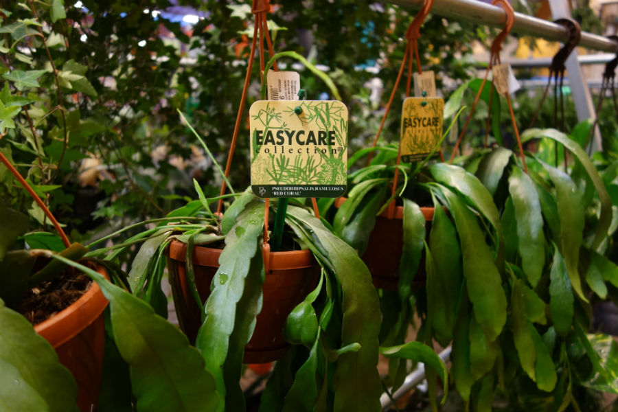 Hangende kamerplanten kopen op de kamerplantenafdeling bij tuincentrum Osdorp in Amsterdam