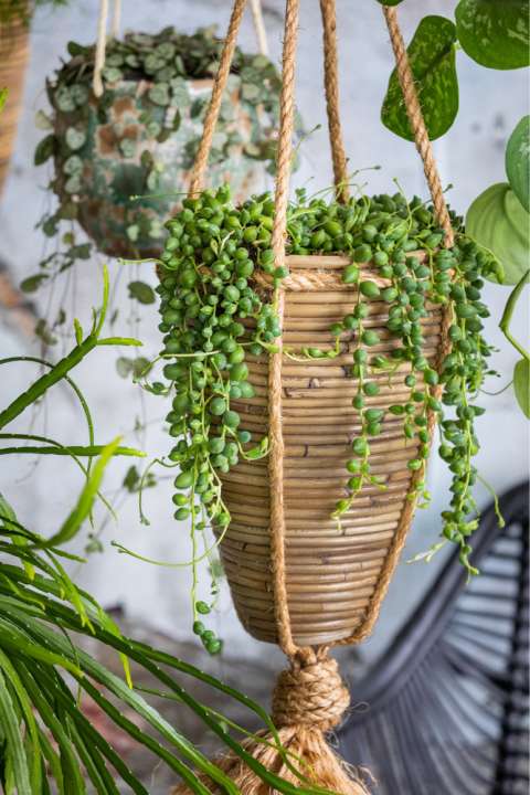 Het Erwtenplantje is een hangplant voor binnen die je moet zien