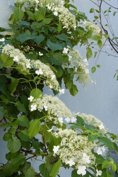 Klimhortensia voor een schaduwrijke plek op het balkon of in de tuin