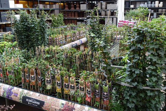 Klimplanten kopen bij tuincentrum Osdorp in Amsterdam