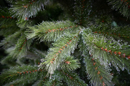 Matrix jury Verlenen Kunstkerstboom kopen? Dat doe je met deze handige tips!