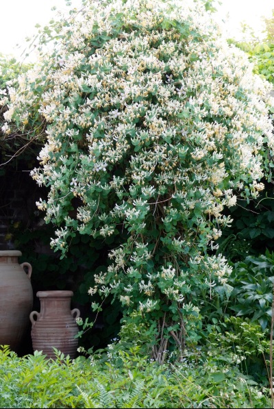 weefgetouw Justitie elleboog De beste klimplanten voor je terras en balkon!