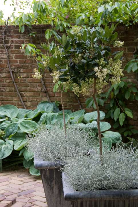 Calocephalus is een winterharde plant voor in de bloembak