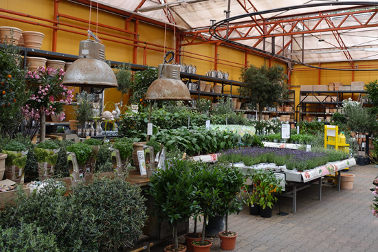 Mediterrane planten kopen bij tuincentrum Osdorp in Amsterdam