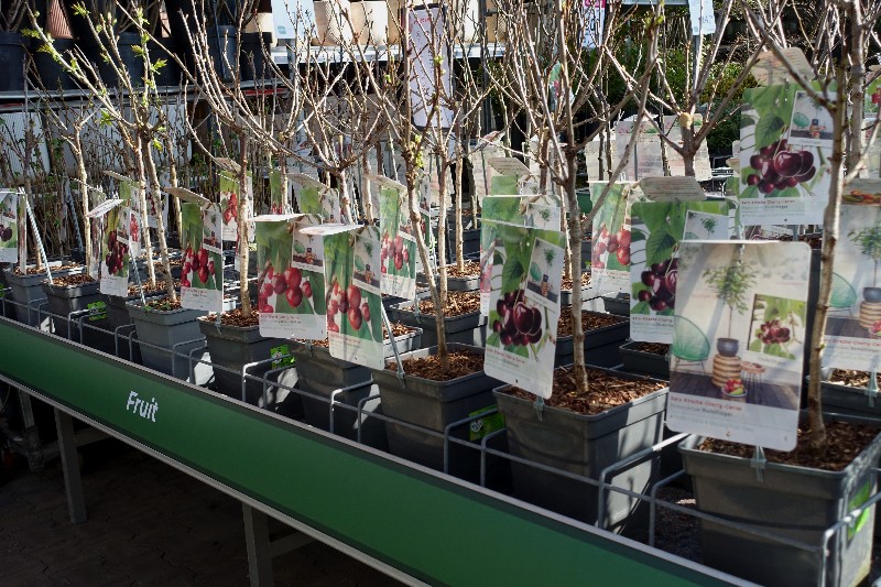 Mini fruitbomen koop je ook bij tuincentrum Osdorp in Amsterdam