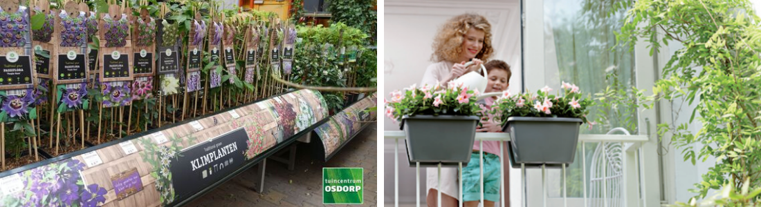 dilemma condensor Eerste Planten voor je balkon in de zon en in de schaduw | Tuincentrum Osdorp