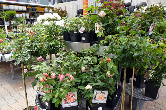 Klimrozen, struikrozen of andere rozen planten kopen bij tuincentrum Osdorp in Amsterdam