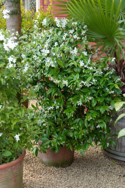 Toscaanse jasmijn, perfecte klimmer voor in een pot op je balkon