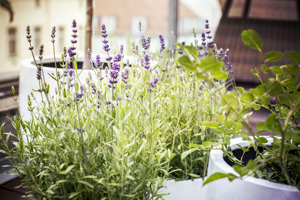 Vaste planten op pot | Tuincentrum Osdorp