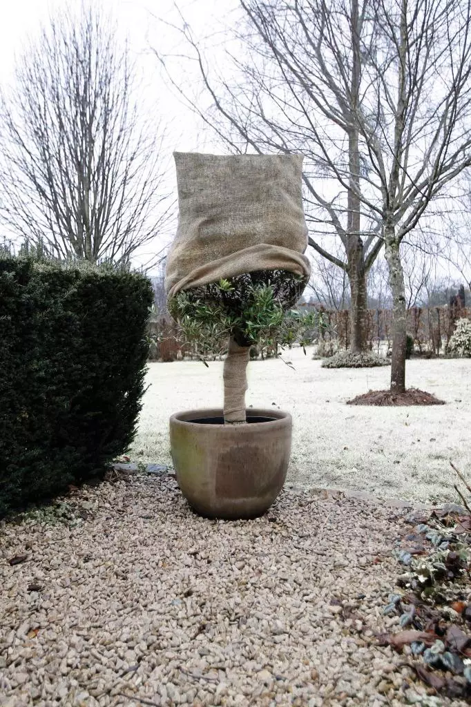 Bescherm je plant tegen de vorst met een jute afdekhoes