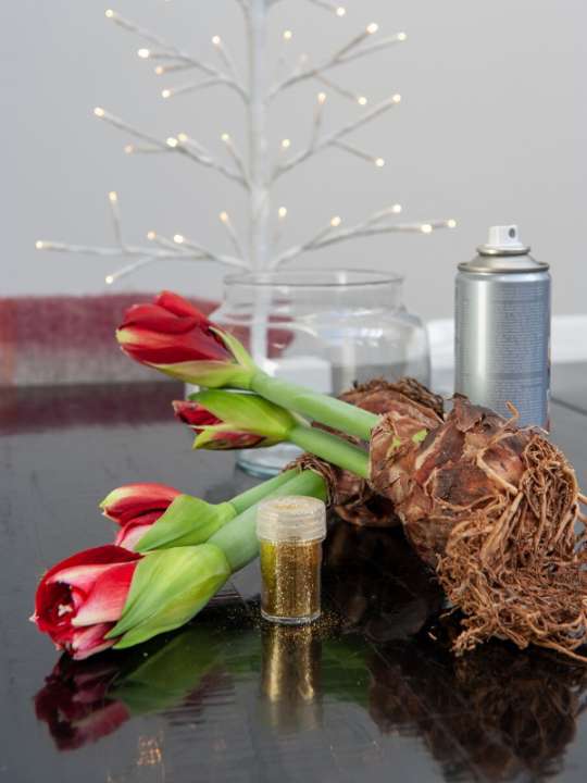 Amaryllis voor een sprankelende kerst tuincentrum Osdorp