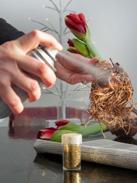 Amaryllis voor een sprankelende kerst tuincentrum Osdorp