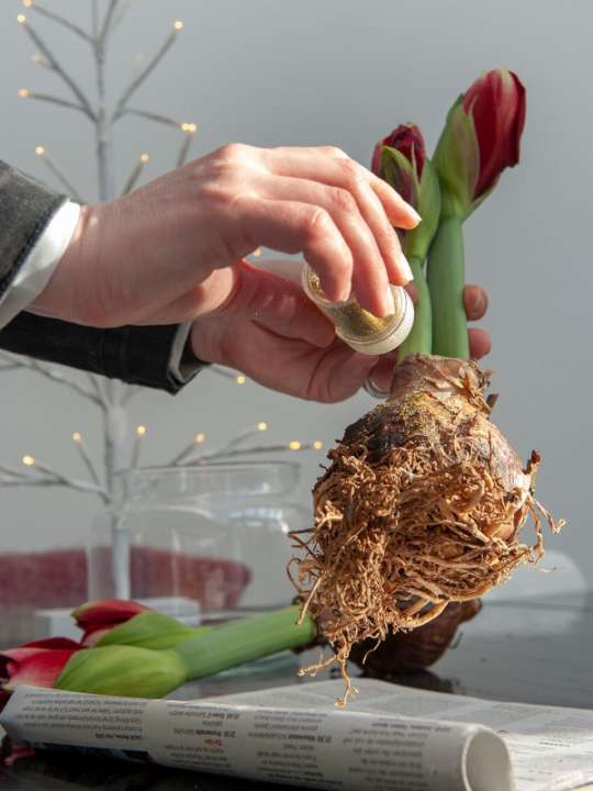 Amaryllis voor een sprankelende kerst tuincentrum Osdorp