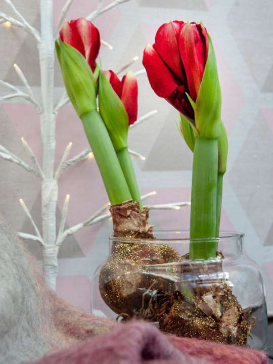 Amaryllis voor een sprankelende kerst tuincentrum Osdorp