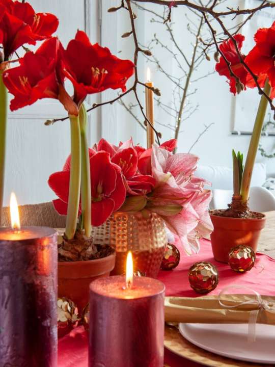 Amaryllis voor een sprankelende kerst tuincentrum Osdorp