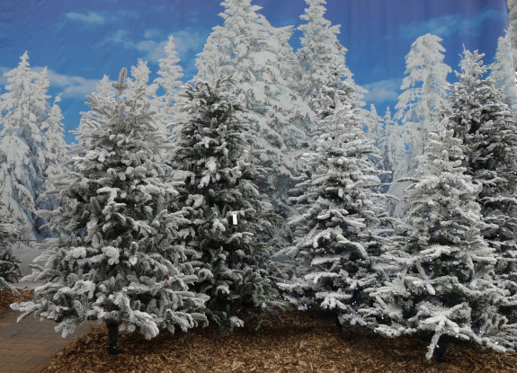 Besneeuwde kunstkerstbomen tuincentrum Osdorp