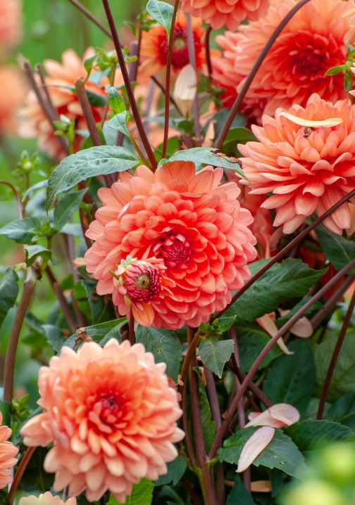 Dahlia zomerbloeiers tuincentrum osdorp