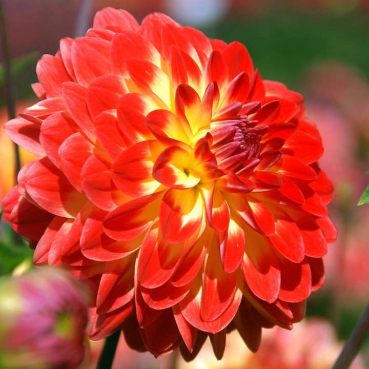 Dahlia's kopen bij tuincenrum Osdorp in Amsterdam