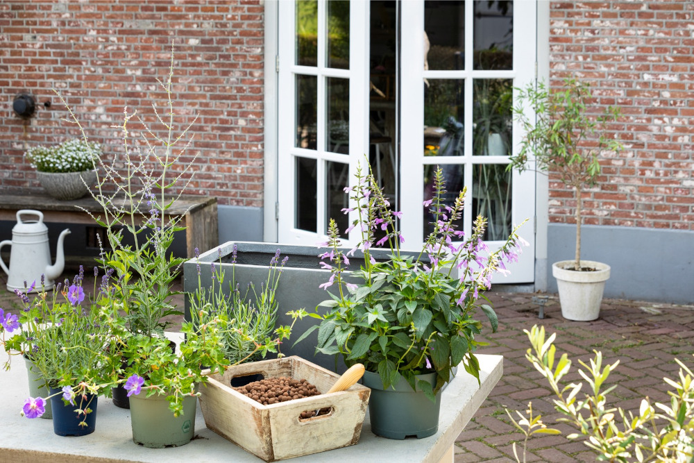 De beste vaste planten voor in een plantenbak