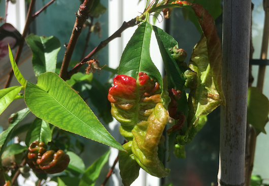 krulziekte-fruitboom-perzik-tuincentrum-osdorp