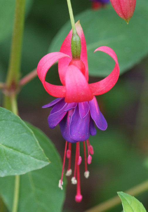 Fuchsia zomerbloeiers tuincentrum osdorp