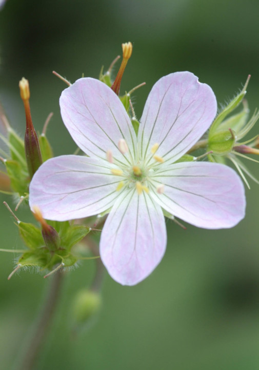 Geraniums zomerbloeiers tuincentrum osdorp