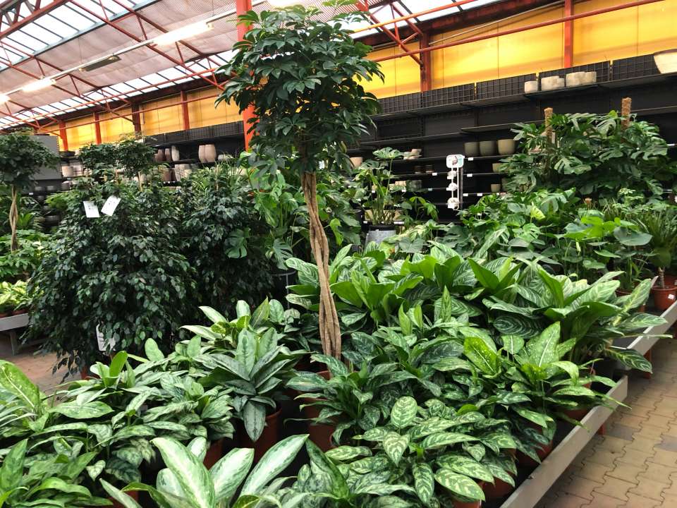 Grote groene kamerplanten bij tuincentrum Osdorp in Amsterdam