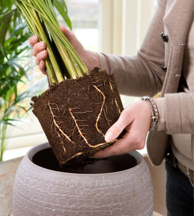 Kamerplanten oppotten doe je zo tuincentrum osdorp