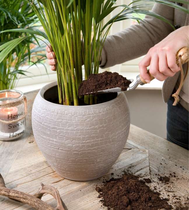 Kies goede potgrond voor je kamerplant tuincentrum Osdorop