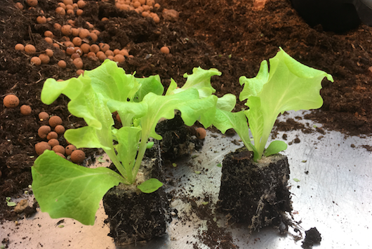 Kiemplantjes overpotten uitharden