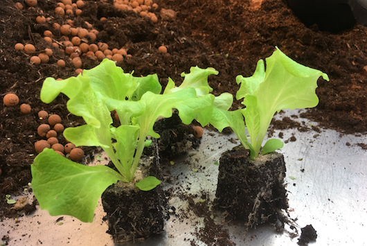 Acht voldoende Bel terug Plantjes-to-do: van de vensterbank naar de potjes - tuincentrum Osdorp :)