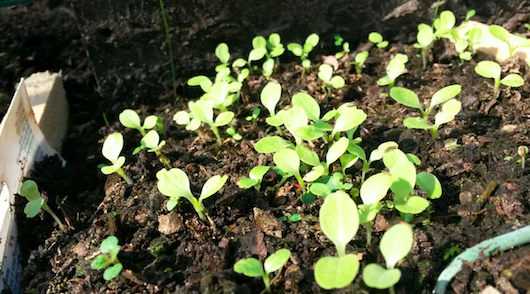 Beste zaadjes voor een grote oogst - tuincentrum osdorp