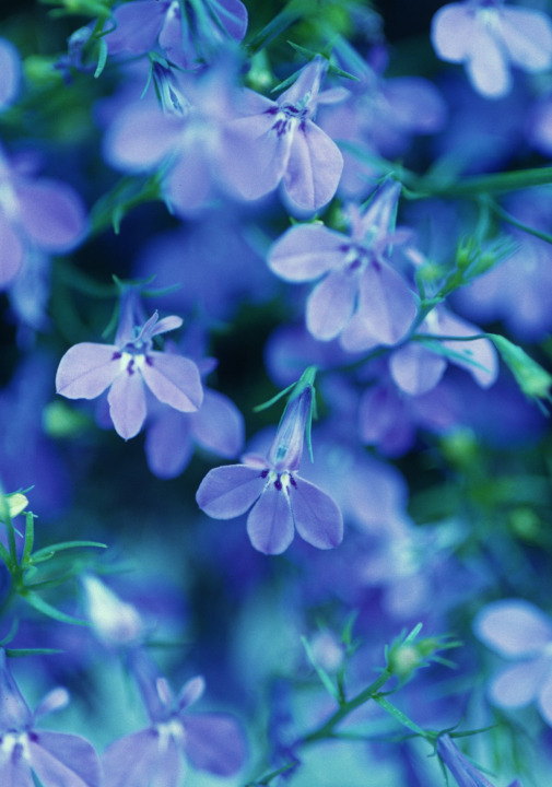 Lobelia zomerbloeiers tuincentrum osdorp