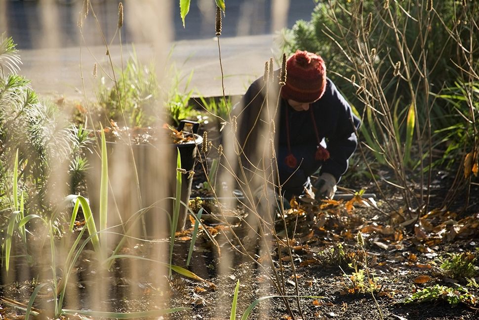 5 tips om je tuinplanten tegen vorst te beschermen 5 tips om je tuinplanten tegen vorst te beschermen