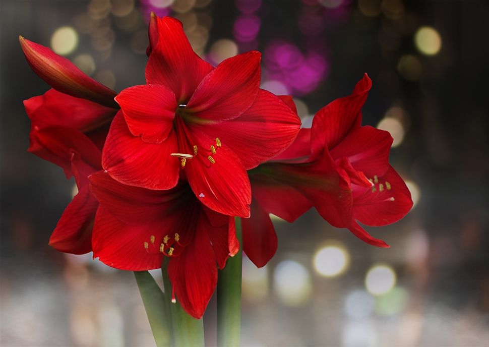 Amaryllis: de mooiste kerstbal in huis! Amaryllis: de mooiste kerstbal in huis!