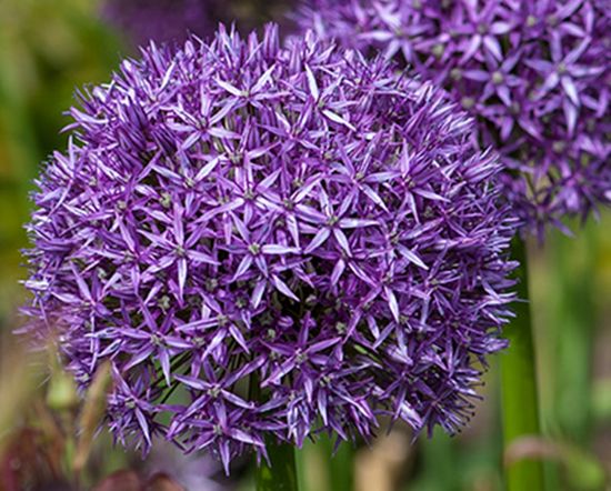 Bloemenzee in het voorjaar? Zo plant je nu al bloembollen Bloemenzee in het voorjaar? Zo plant je nu al bloembollen