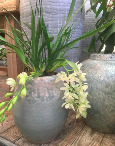 Bloemenzee met bijzondere orchidee: de Cymbidium Bloemenzee met bijzondere orchidee: de Cymbidium