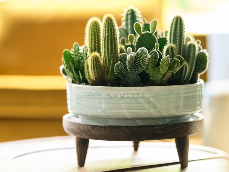 Cactus: Woonplant van de Maand augustus 2020 Cactus: Woonplant van de Maand augustus 2020