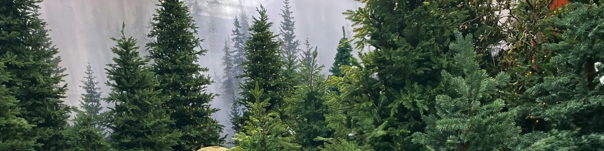 Frasier kunstkerstboom, Black Box kerstboom, realistische kunstkerstboom, duurzame kerstboom, brandveilige kerstboom, Osdorp.nl