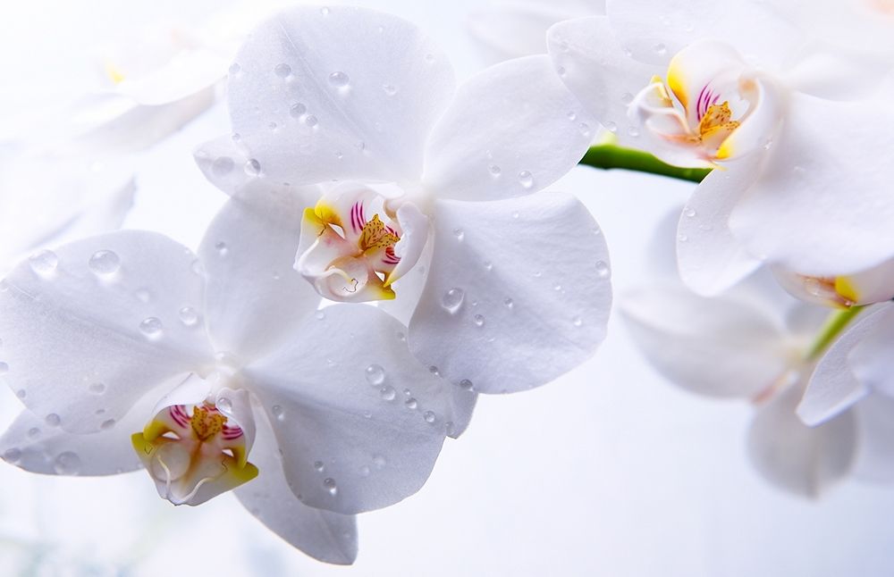 Heb je de orchideeënroute al ontdekt? Heb je de orchideeënroute al ontdekt?