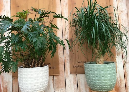Hoe kies je de beste pot voor je kamerplant? 6 tips! Hoe kies je de beste pot voor je kamerplant? 6 tips!