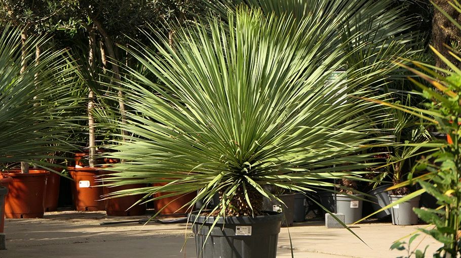 30% korting op palmen en yuccas