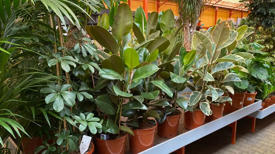 Meer sfeer met groen