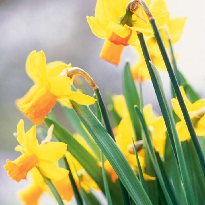 Narcisbollen Narcisbollen