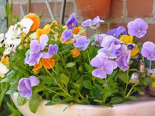 Overleven jouw planten je vakantie? Help je planten een handje Overleven jouw planten je vakantie? Help je planten een handje
